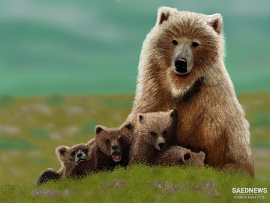 Hiker Stumbles at a Giant Mama Grizzly and Cubs
