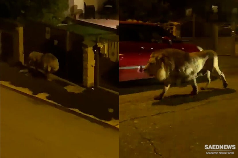A Male Lion Escapes the Cage in a Circus and Brings Chaos to Roma