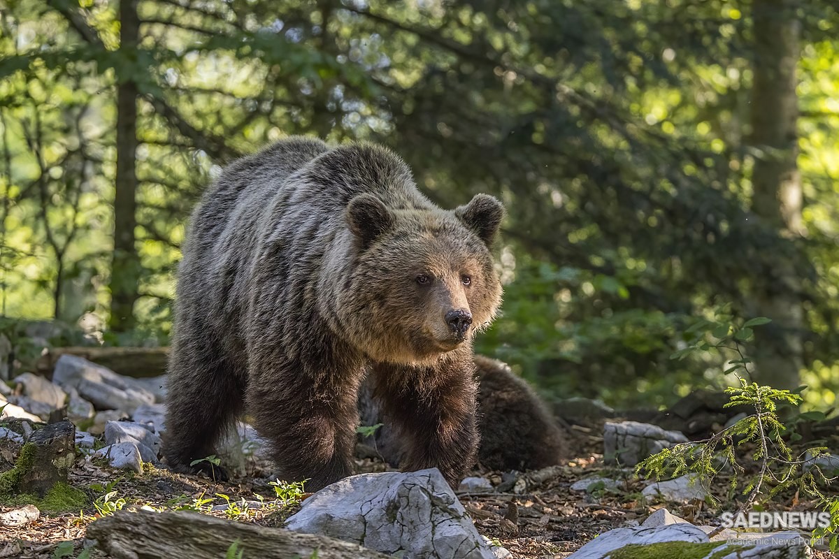 Giant Grizzly Bear Stalks a Teenage Hiker and His Family