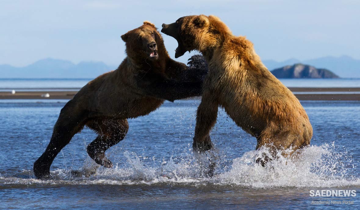 Two Giant  Grizzlies Ripping Each Other to Death
