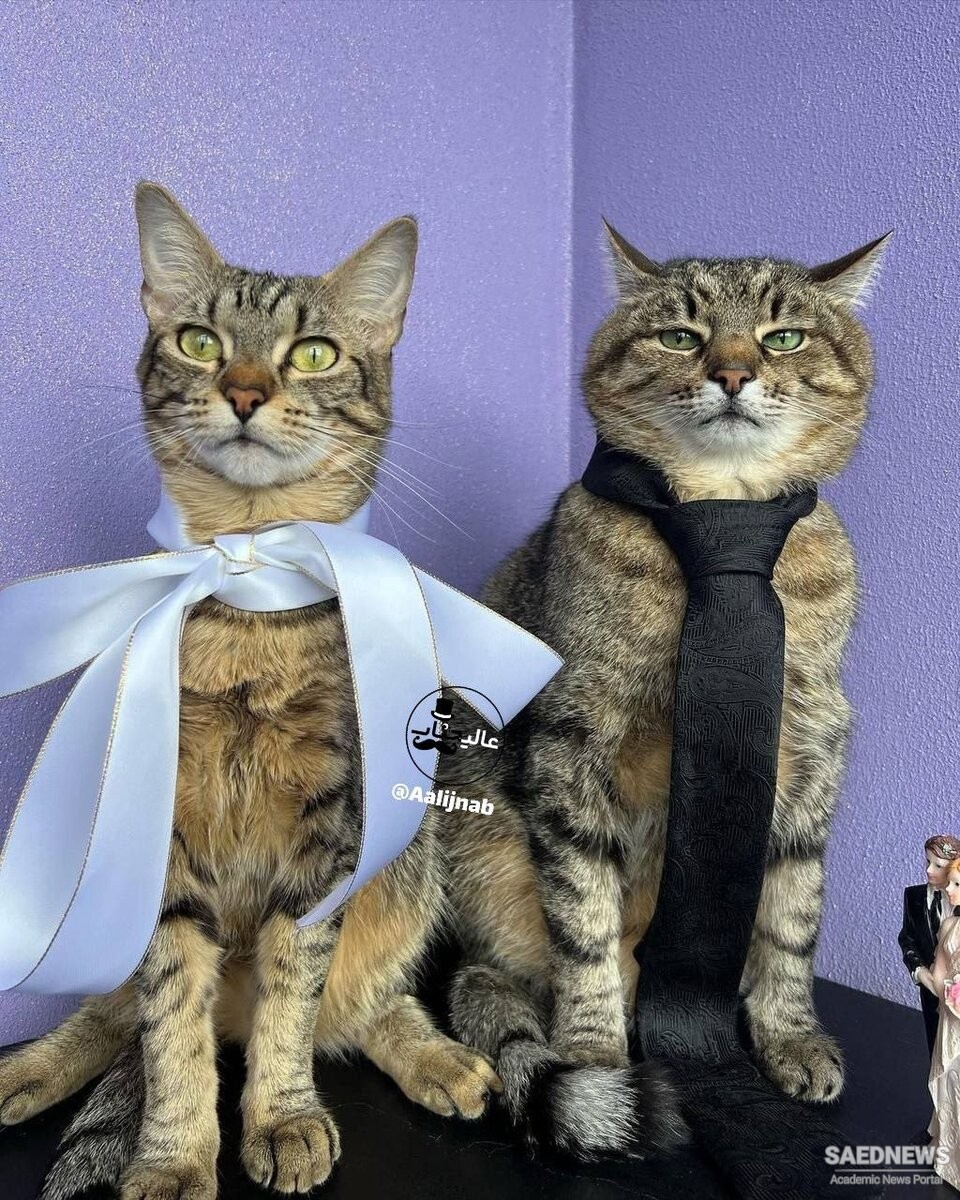 Celebrity Cat Marries a Meow Meow Bride