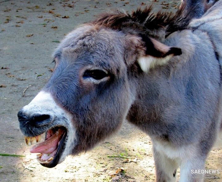 Donkey Fatally Snips a Bore