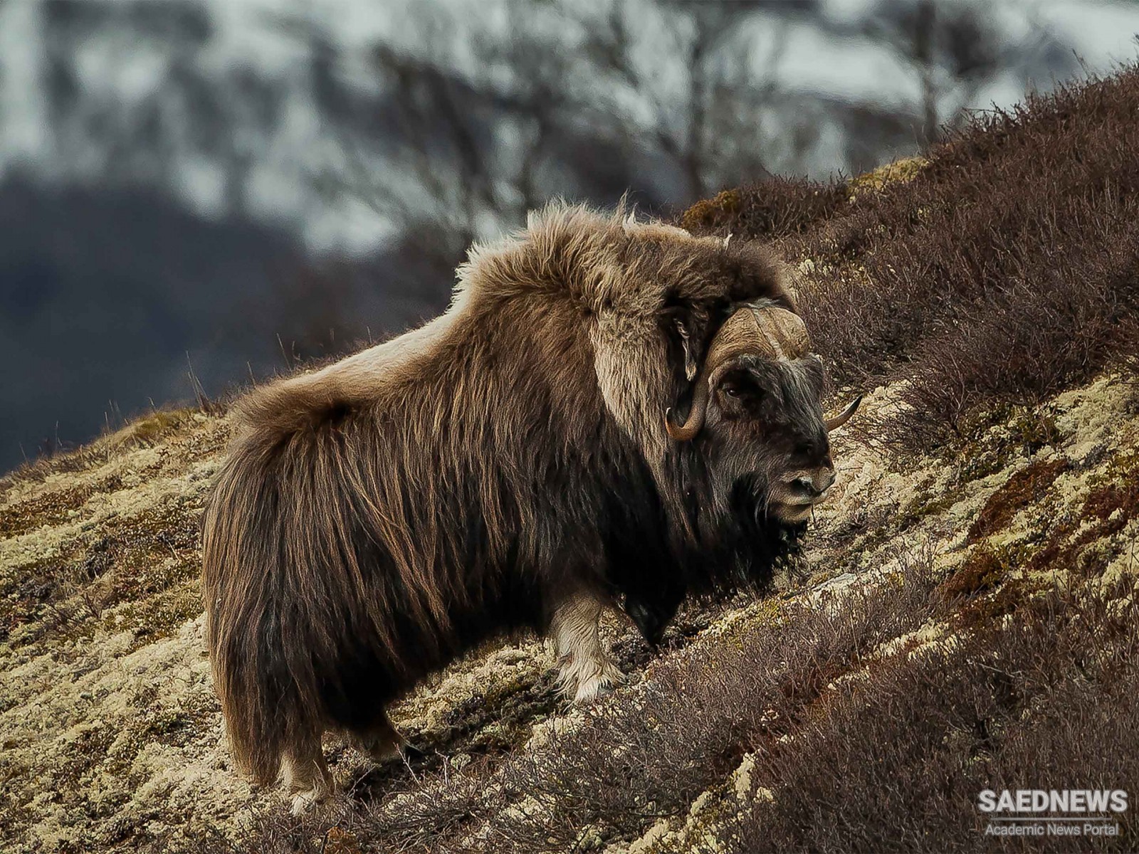 The Super-hungry Grizzly Hunts All Youngs of a Muskox Herd