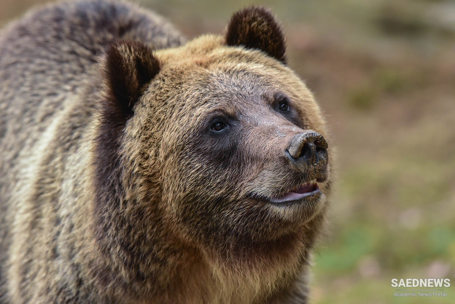 Magnificent Brown Bear Enjoys Spring Breeze at Mazandaran Heights