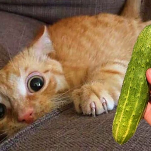 Cats Get Scared When They Find a Cucumber by