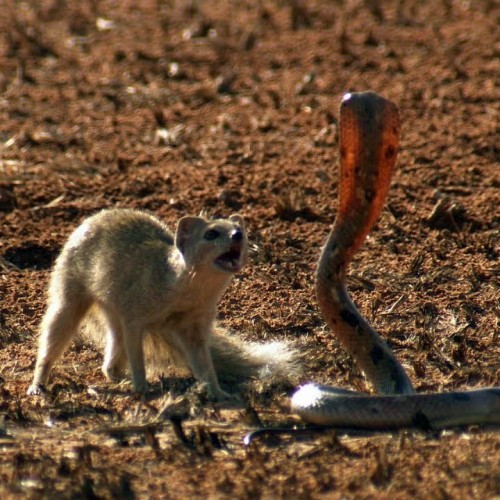 Cobra on a Golf Course Fleeing from a Mongoose