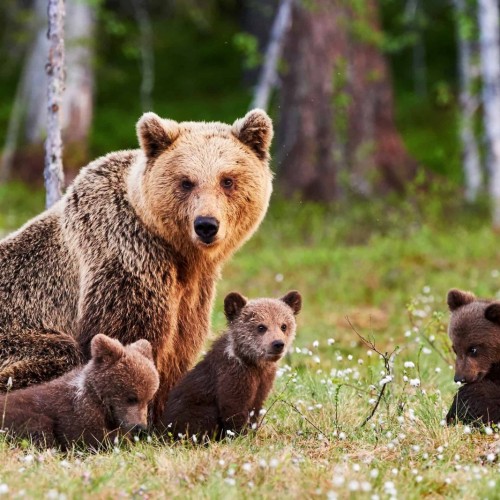 Giant Mama Bear with Two Cubs Identified in North Iran Forests