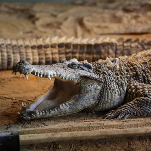 Lucky Man Survives Crocodile Attack After Crashing Plane into a Swamp