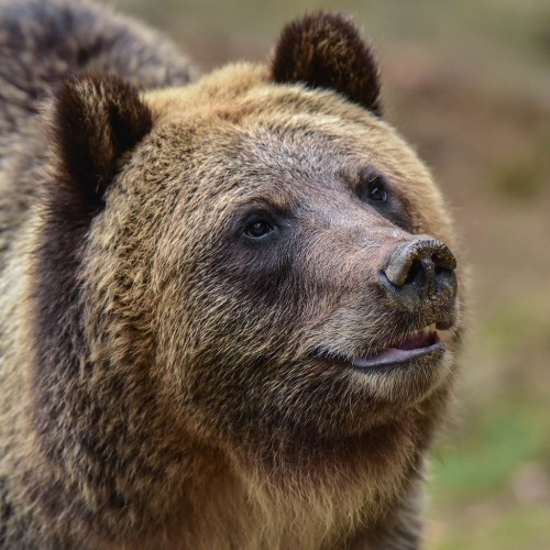Magnificent Brown Bear Enjoys Spring Breeze at Mazandaran Heights