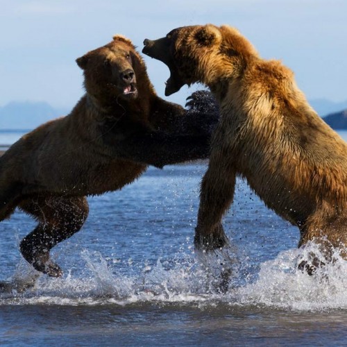 Two Giant  Grizzlies Ripping Each Other to Death